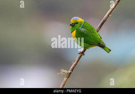 Ein thront männliche Golden tiefsten chlorophonia in Costa Rica fotografiert. Stockfoto