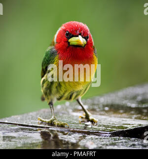 Ein männlicher Rothaarige barbet in CINCHONA fotografiert, Costa Rica Stockfoto