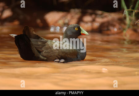 EINHEIMISCHE SCHWARZSCHWANZ-HÜHNER (TRIBONYX VENTRALIS SYN GALLINULA VENTRALIS) SCHWIMMEN, FEUCHTGEBIET, WESTAUSTRALIEN. Stockfoto
