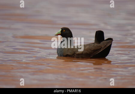 HEIMISCHE SCHWARZSCHWANZHENNEN (TRIBONYX VENTRALIS SYN GALLINULA VENTRALIS) SCHWIMMEN, FEUCHTGEBIET, WESTAUSTRALIEN. Stockfoto