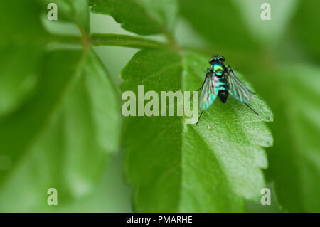 Die gemeinsame grüne Flasche fliegen (Lucilia sericata) ist ein Schlag fliegen in den meisten Gebieten der Welt gefunden. Stockfoto