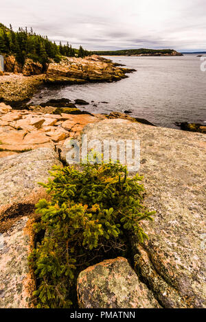 Sandstrand von Otter Cliff Acadia National Park, Mount Desert Island, Maine, USA Stockfoto