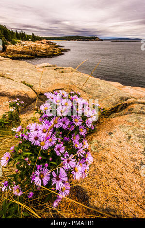 Sandstrand von Otter Cliff Acadia National Park, Mount Desert Island, Maine, USA Stockfoto