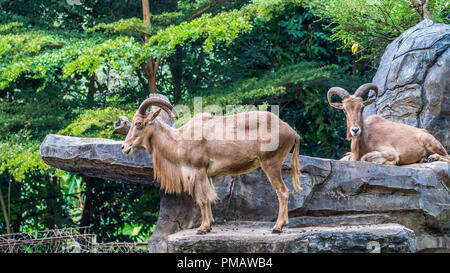 Afrikanische Bergziege in einem Wildlife Park Stockfoto