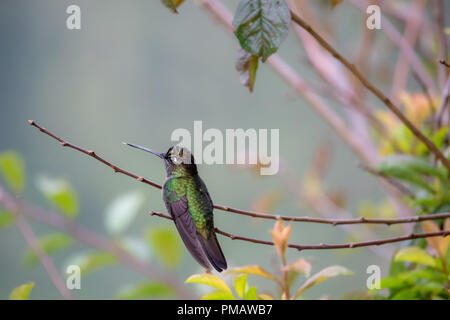 Talamanca Kolibri (Eugenes californica) in Costa Rica Stockfoto