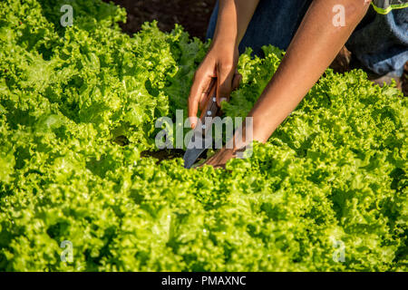 Anbau und Ernte von Kopfsalat Bewässerung Stockfoto