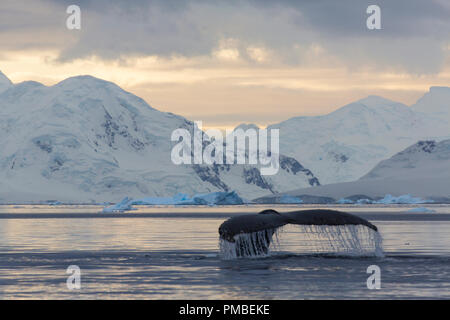 Buckelwal in Wilhelmina Bucht, Antarktis. Stockfoto