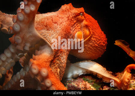 Pazifischer Oktopus, Alaska SeaLife Center, Seward, Alaska. Stockfoto