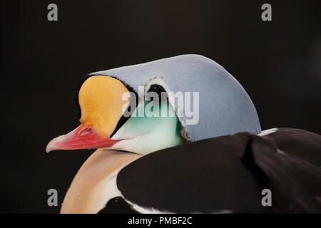 King Eider in der Zucht Gefieder. Alaska SeaLife Center, Seward, Alaska. Stockfoto