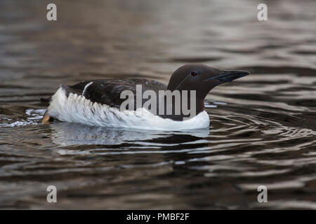 Common Murre, Alaska SeaLife Center, Seward, Alaska. Stockfoto