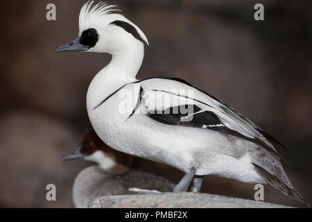 Smew Zucht im Gefieder. Alaska SeaLifeCenter, Seward, Alaska. Stockfoto