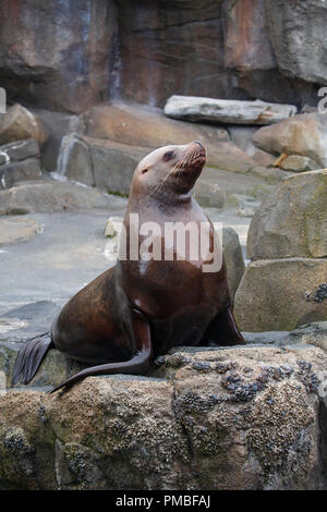 Steller Sea Lion, Alaska SeaLife Center, Seward, Alaska. Stockfoto