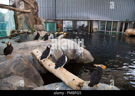 Sea Bird aufweisen, Alaska SeaLife Center, Seward, Alaska Stockfoto