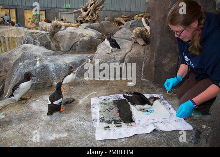 Sea Bird aufweisen, Alaska SeaLife Center, Seward, Alaska Stockfoto