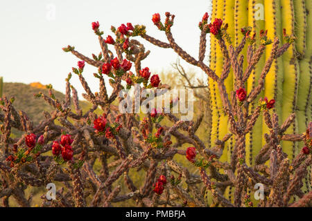 Blühende Kakteen. Tortolita Mountains in der Nähe von Tucson, Marana, Arizona. Stockfoto