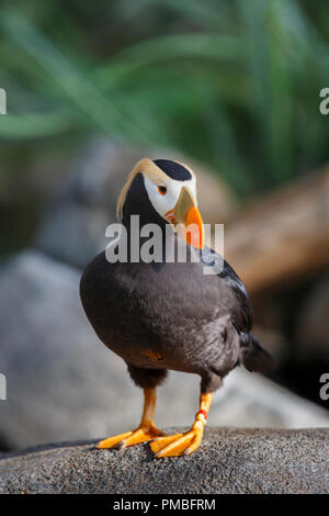 Getuftete Papageitaucher. Alaska SeaLife Center, Seward, Alaska. Stockfoto