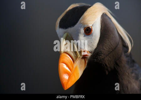 Getuftete Papageitaucher. Alaska SeaLife Center, Seward, Alaska. Stockfoto