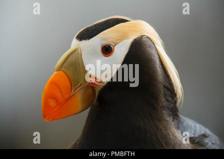 Getuftete Papageitaucher. Alaska SeaLife Center, Seward, Alaska. Stockfoto