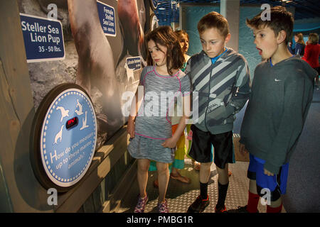 Kinder im Alaska SeaLife Center. Seward, Alaska. Stockfoto