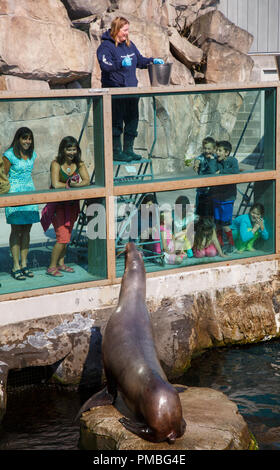 Kinder im Alaska SeaLife Center. Seward, Alaska. Stockfoto