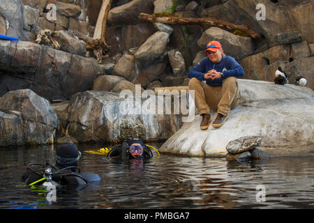 Alaska SeaLife Center, Sea Bird aufweisen. Seward, Alaska. Stockfoto