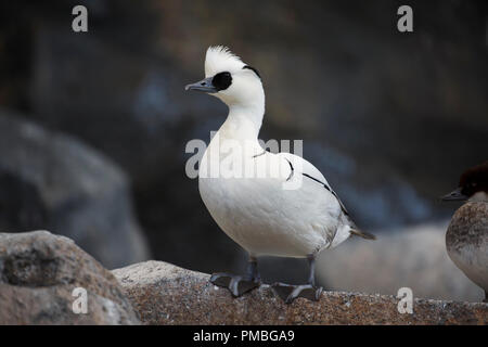 Smew Zucht im Gefieder. Alaska SeaLifeCenter, Seward, Alaska. Stockfoto