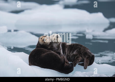 Sea Otter, Prince William Sound, Chugach National Forest, Alaska. Stockfoto