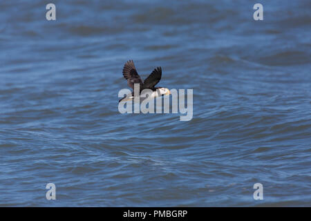 Gehörnte Papageientaucher im Flug, Lake-Clark-Nationalpark, Alaska. Stockfoto