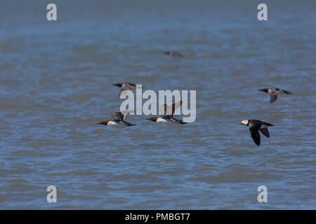 Murres und Gehörnten Papageitaucher im Flug, Lake Clark National Park, Alaska. Stockfoto