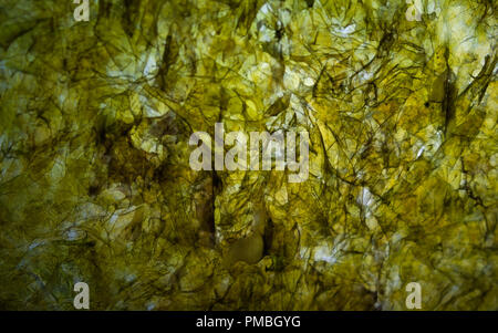 Getrocknete Blatt Nori Algen, japanische Küche Zutat zu wickeln Rollen Sushi oder Onigiri. Textur Makro Bild. Stockfoto