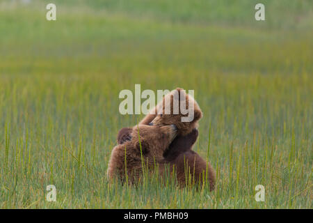 Eine braune oder Grizzly Bear, Lake-Clark-Nationalpark, Alaska. Stockfoto