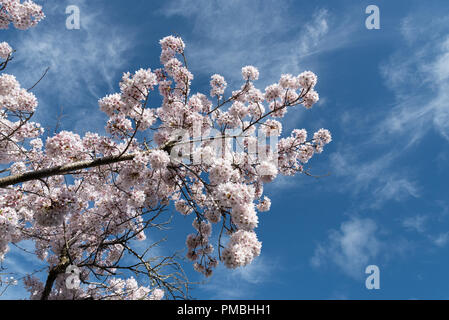Rosa Kirschblüten NZ Stockfoto