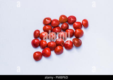 Red Lucky Samen Stockfoto