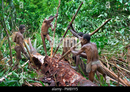 Die Papuaner des Stammes Korowai im Dschungel. Menschen der nomadischen Wald Stamm Korowai Verarbeitung der sago Palmen (Metroxylon sagu). Stockfoto