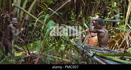 Die Papuaner des Stammes Korowai im Dschungel. Menschen der nomadischen Wald Stamm Korowai Verarbeitung der sago Palmen (Metroxylon sagu). Stockfoto