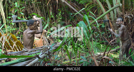 Die Papuaner des Stammes Korowai im Dschungel. Menschen der nomadischen Wald Stamm Korowai Verarbeitung der sago Palmen (Metroxylon sagu). Stockfoto