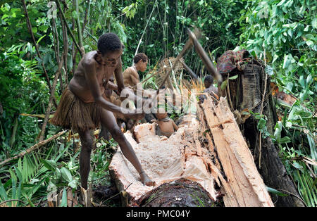 Die Papuaner des Stammes Korowai im Dschungel. Menschen der nomadischen Wald Stamm Korowai Verarbeitung der sago Palmen (Metroxylon sagu). Stockfoto