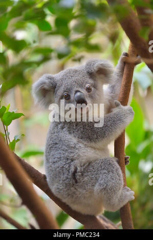 Koala, Phascolarctos cinereus, Junge am Baum Stockfoto