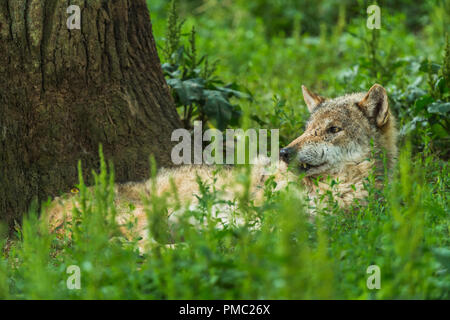 Europäische Grauer Wolf, Canis lupus lupus, Deutschland Stockfoto