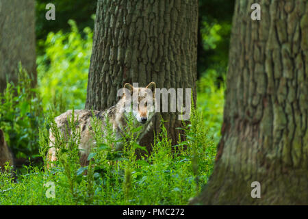Europäische Grauer Wolf, Canis lupus lupus, Deutschland Stockfoto