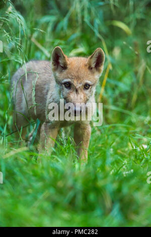 Europäische Grauer Wolf, Canis lupus lupus, Pup, Deutschland Stockfoto