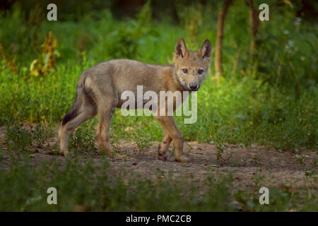 Europäische Grauer Wolf, Canis lupus lupus, Pup, Deutschland Stockfoto