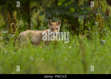 Europäische Grauer Wolf, Canis lupus lupus, Pup, Deutschland Stockfoto