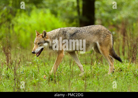 Europäische Grauer Wolf, Canis lupus lupus, Deutschland Stockfoto