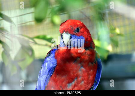 Pennantsittich (Platycercus Elegans) Stockfoto