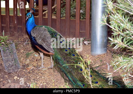 Die blauen, oder Indische, Pfau (Pavo cristatus) Stockfoto