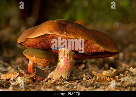 Zwei Pilze, wahrscheinlich der gepunkteten Stammzellen bolete, ein großes und ein kleines, sieht aus wie die kleine Schutz unter der Kappe des Big Man sucht Stockfoto