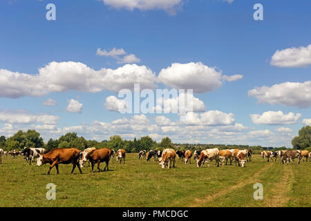 In einer großen Wiese in der Nähe der Waldweide Kuhherde auf einer klaren sonnigen Tag. Stockfoto