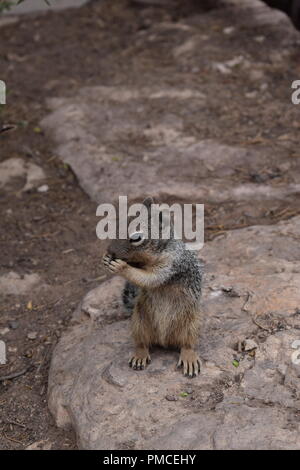 Eichhörnchen posiert für ein Foto in der Nähe des Grand Canyon, AZ Stockfoto