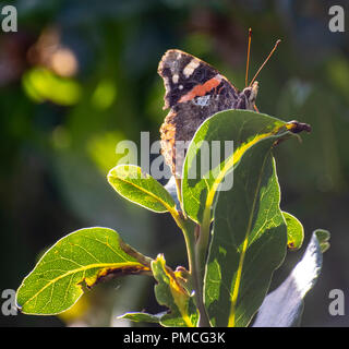 Eine Nahaufnahme von einem schönen Schmetterling ruht auf einem Blatt, Urrestilla, Baskisch countryC Stockfoto